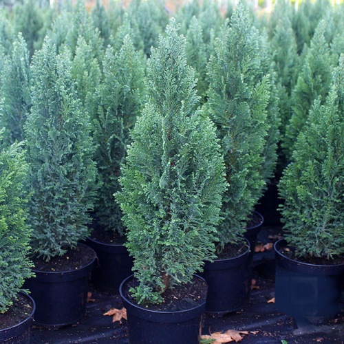 chamaecyparis_lawsoniana_ellwoodii_2