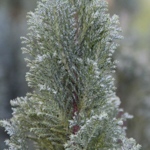 chamaecyparis_lawsoniana_ellwoodii_3