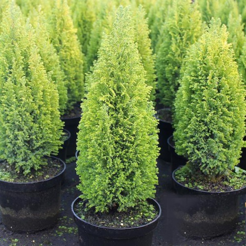 chamaecyparis_lawsoniana_ellwoodii_gold_1
