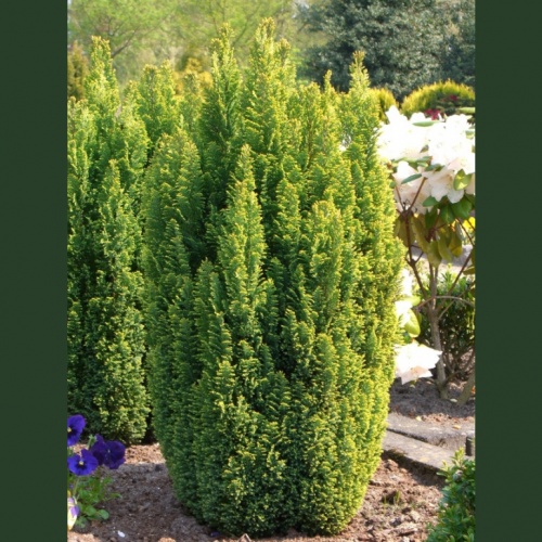 chamaecyparis_lawsoniana_ellwoodii_gold_2