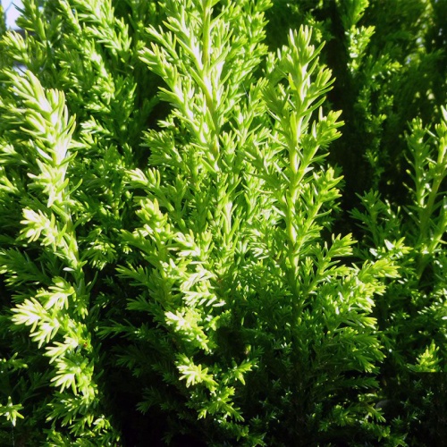 chamaecyparis_lawsoniana_ellwoodii_gold_3