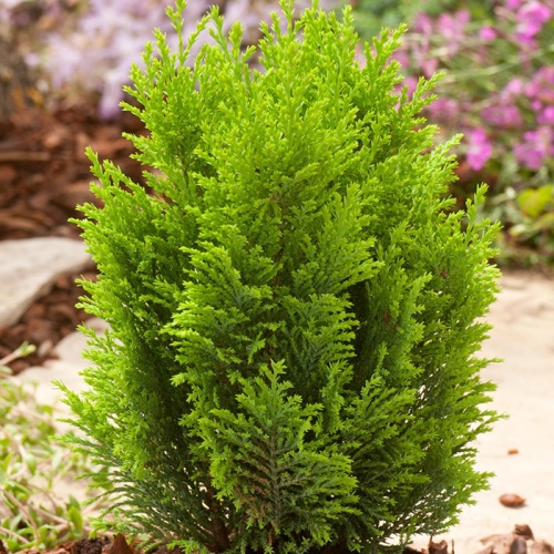 chamaecyparis_lawsoniana_ellwoods_empire_1