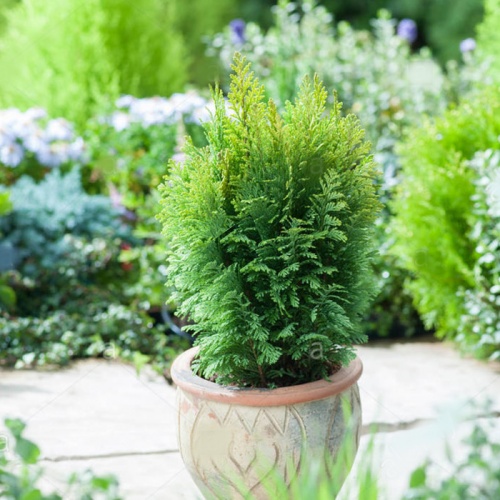 chamaecyparis_lawsoniana_ellwoods_empire_3