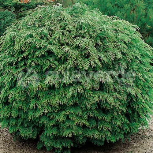 chamaecyparis_lawsoniana_globus_1