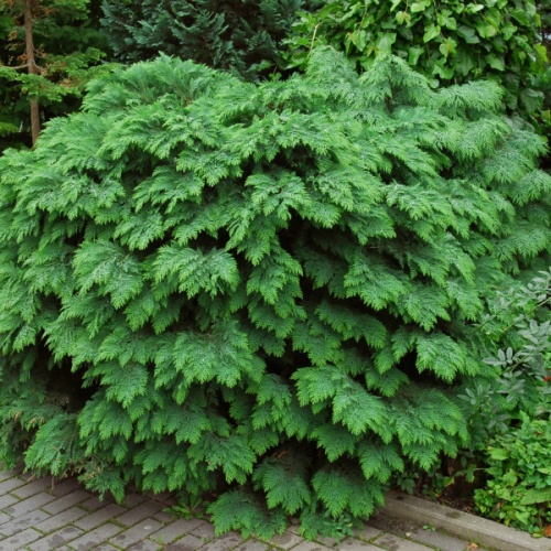 chamaecyparis_lawsoniana_globus_2