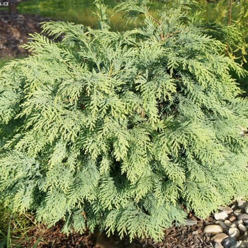 chamaecyparis_lawsoniana_mini_globus1