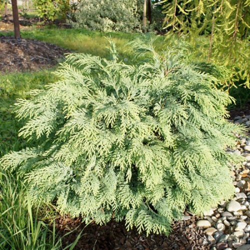 chamaecyparis_lawsoniana_mini_globus2
