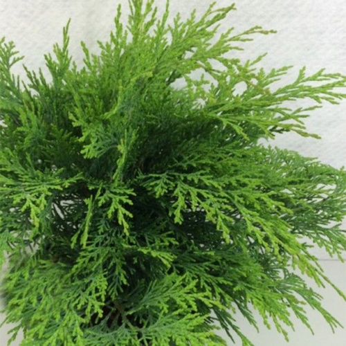 chamaecyparis_lawsoniana_mini_globus3