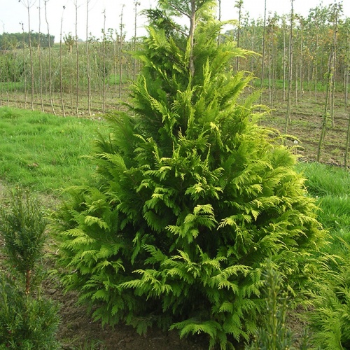 chamaecyparis_lawsoniana_romana