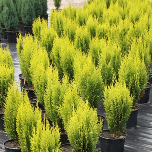 chamaecyparis_lawsoniana_romana2