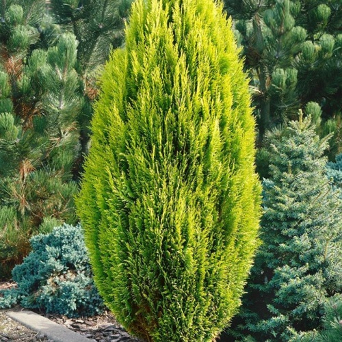 chamaecyparis_lawsoniana_romana3