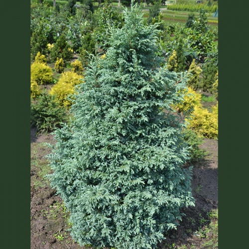 chamaecyparis_pisifera_boulevard3