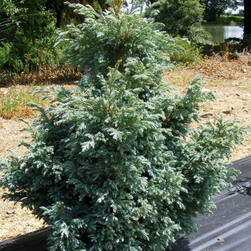 chamaecyparis_pisifera_boulevard4