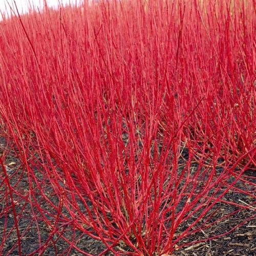 cornus_alba_sibirica