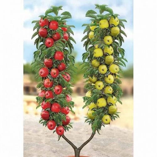 crvena_zelena_jabuka