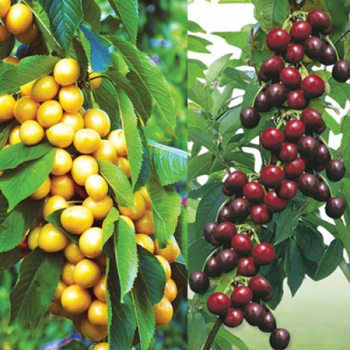 crveno_bijela_tresnja