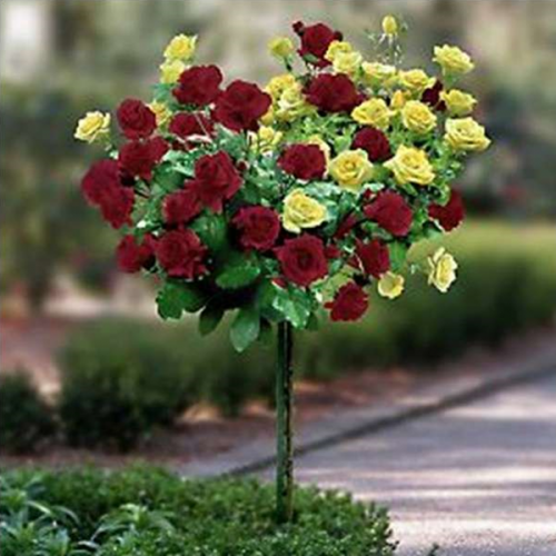 dvobojna_nina_vejbul_i_landora