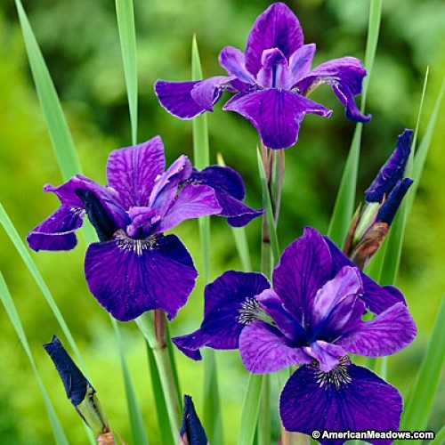 iris_sibirica