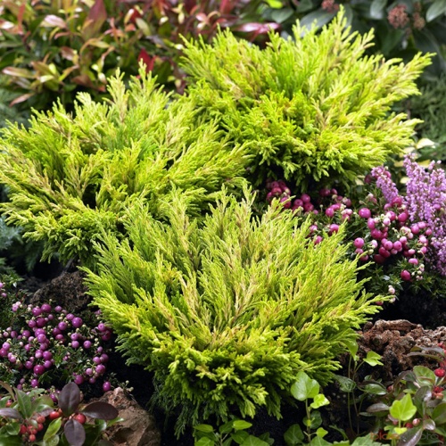 juniperus_horizontalis_lime_glow2