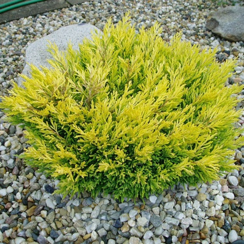 juniperus_horizontalis_lime_glow3