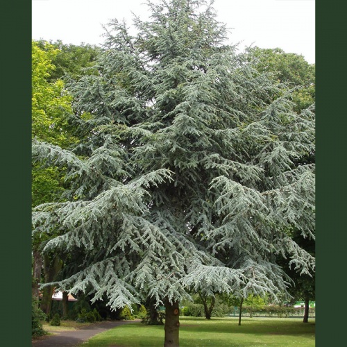 kedar_atlaski_cedrus_atlantica