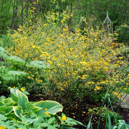 kerria-japonica-picta