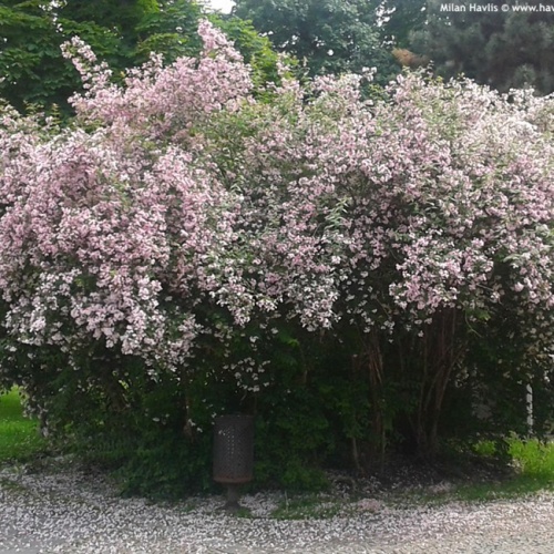 kolkwitzia_amabilis_pink_cloud