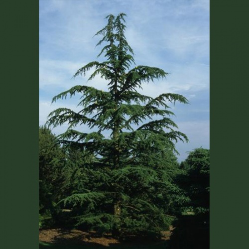 libanski_kedar_cedrus_libani