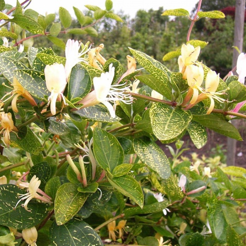 lonicera_aureoreticulata
