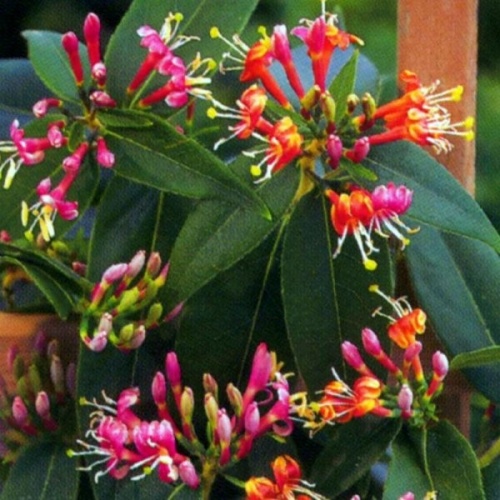 lonicera_henryi