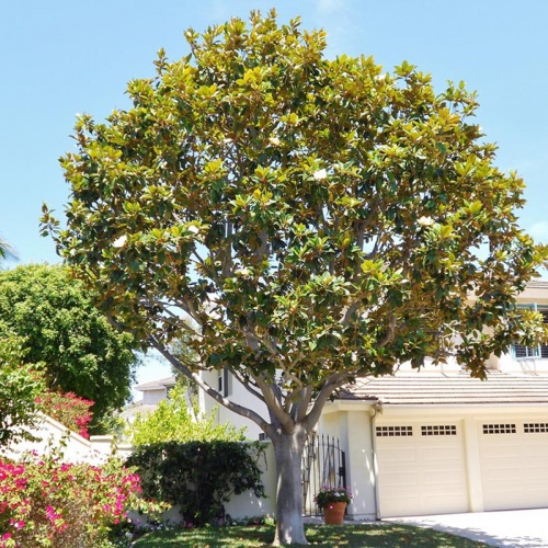 magnolia_grandiflora