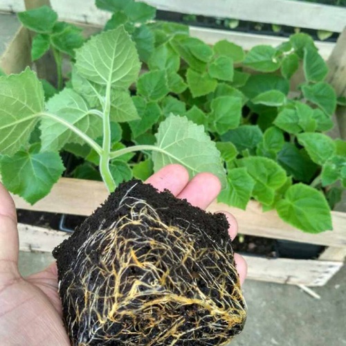 maulovnijamaj2_600941455