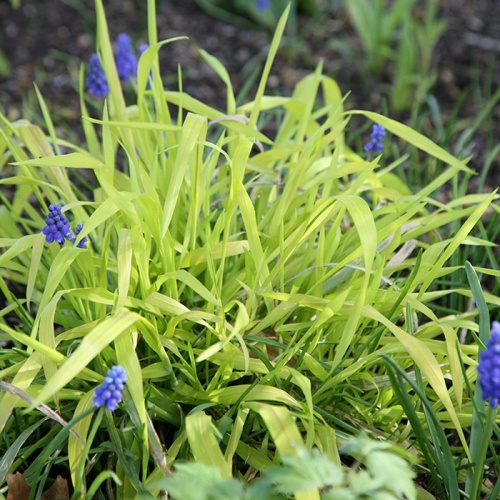 milium_effusum_aureum