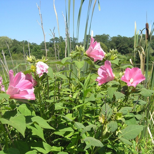 movarni_hibiskus__hibiskus_moscheutos
