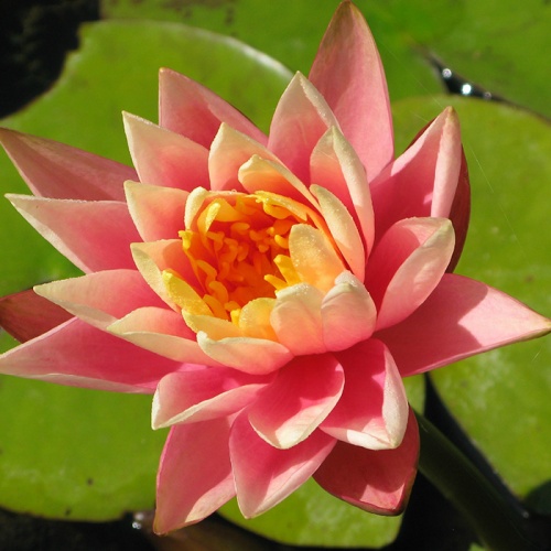 nenuphar_orange_lokvanj_narandzasti