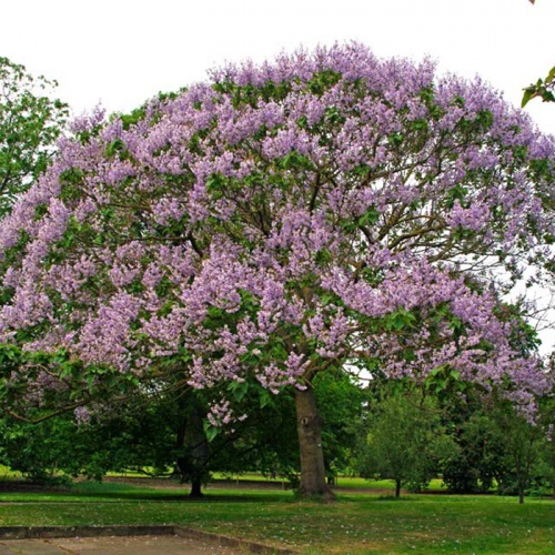 paulownia1