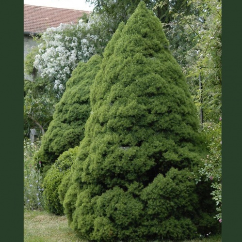 picea_glauca_conica_1