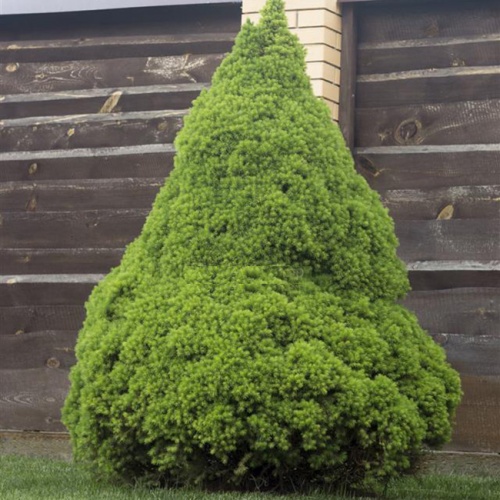 picea_glauca_conica_3