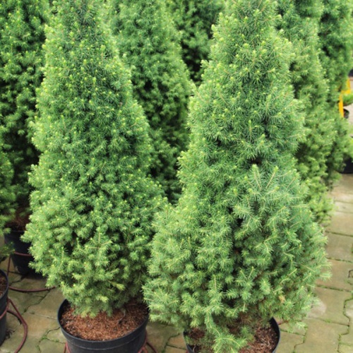 picea_glauca_conica_4