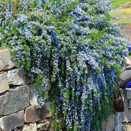 puzavi_padajui_rumarin__rosmarinus_prostratus