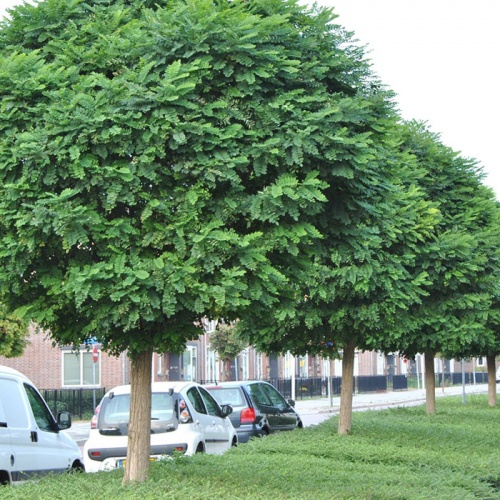 robinia_umbraculifera