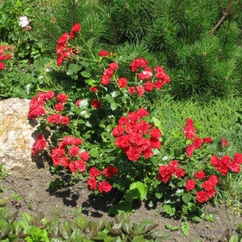 scarlet_meillandecor