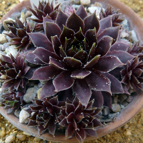 sempervivum_black