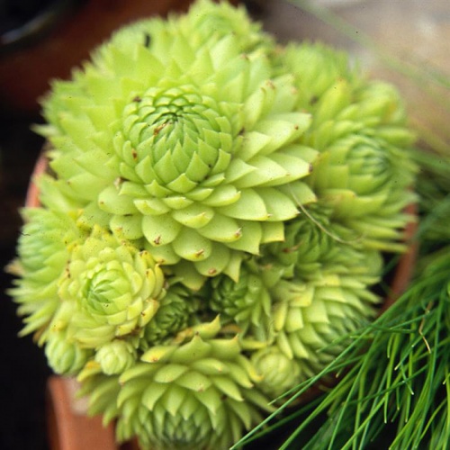 sempervivum_jovibarba_allionii