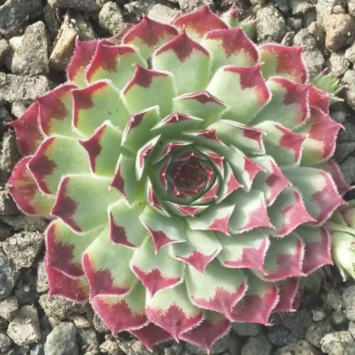 sempervivum_mrs__giuseppe