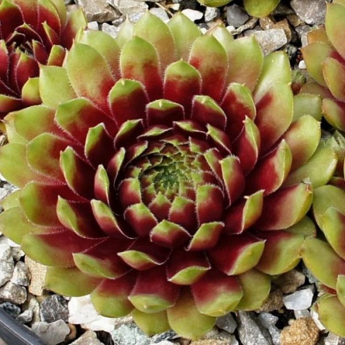 sempervivum_rio_de_janeiro