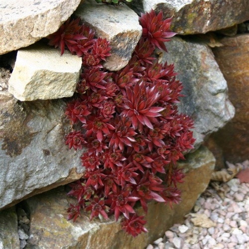 sempervivum_tectorum_rubin