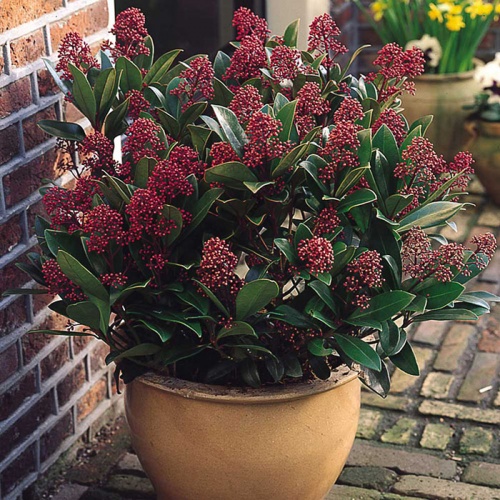 skimmia_japonica_rubella