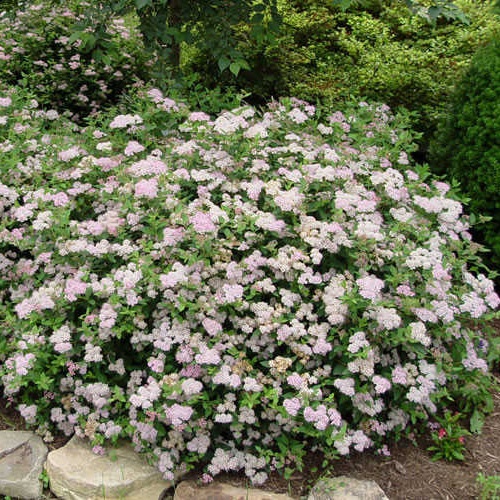 spirea_bumalda_little_princess