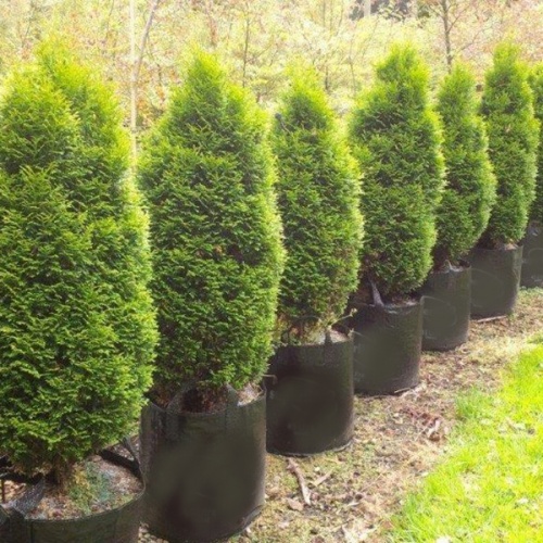 thuja_occidentalis_holmstrup1